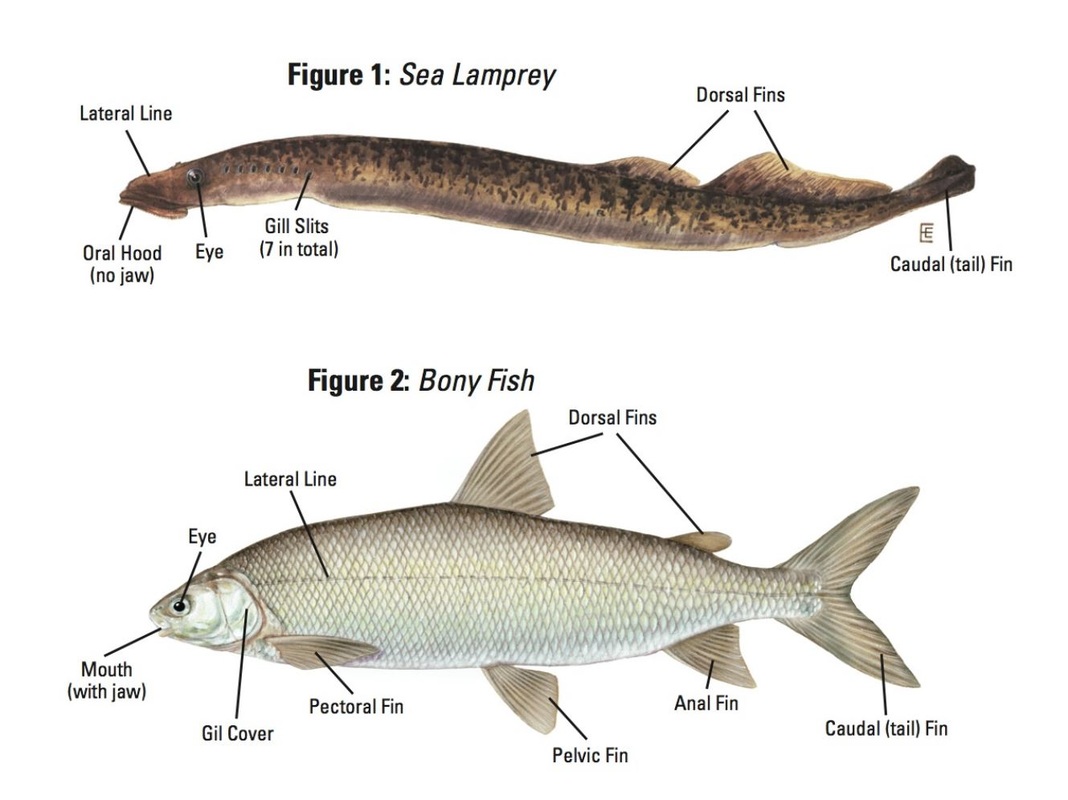 El Pez Dorado Es Vertebrado O Invertebrado Errores comunes (II): los tiburones no son peces (ni tampoco las sardinas)