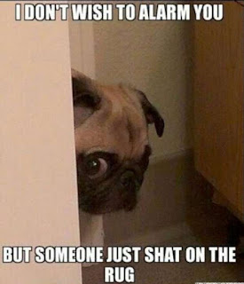 Dog Memes Dog Memes
