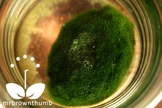 marimo in jar of water