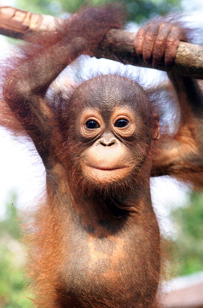  Hewan  Daftar Hewan  Langka di  Dunia  yang  ada  di  Indonesia 