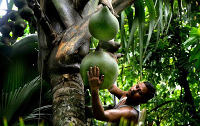 Double Coconut tree bears the largest seed known to science weighing around 25 kg