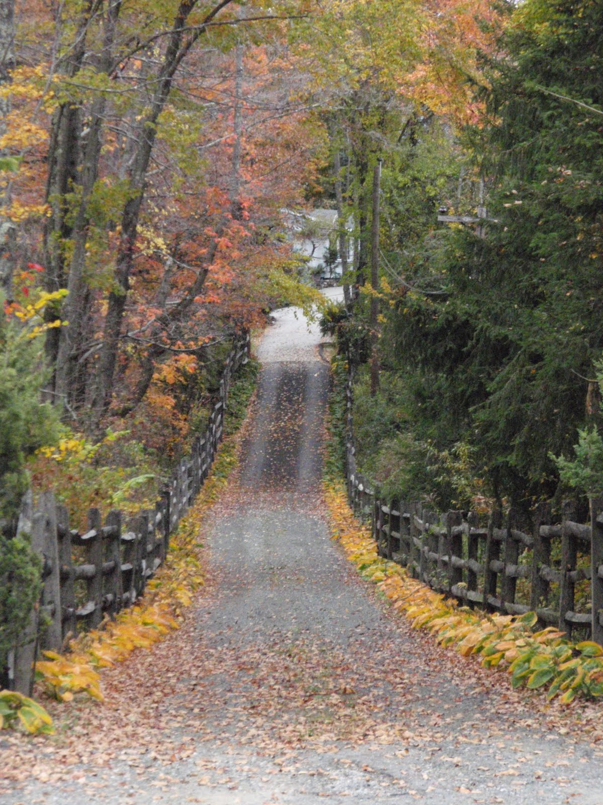 Katrina Kittle's Blog 104 Crunching Through Leaves on an Autumn Stroll