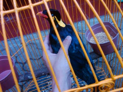AGUS MURAI ONLINE: JUAL BURUNG BEO