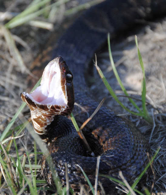 The Classic Naturalist 'Tis the Season for Cottonmouths