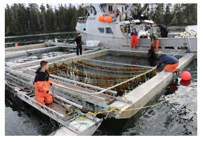 Record Herring Event Highlights Roe on Kelp Fishery P.O.W. Report