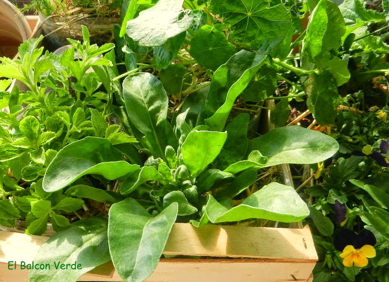 Calendula, estevia, capuchina