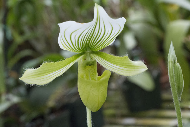 Striped Orchid Photo