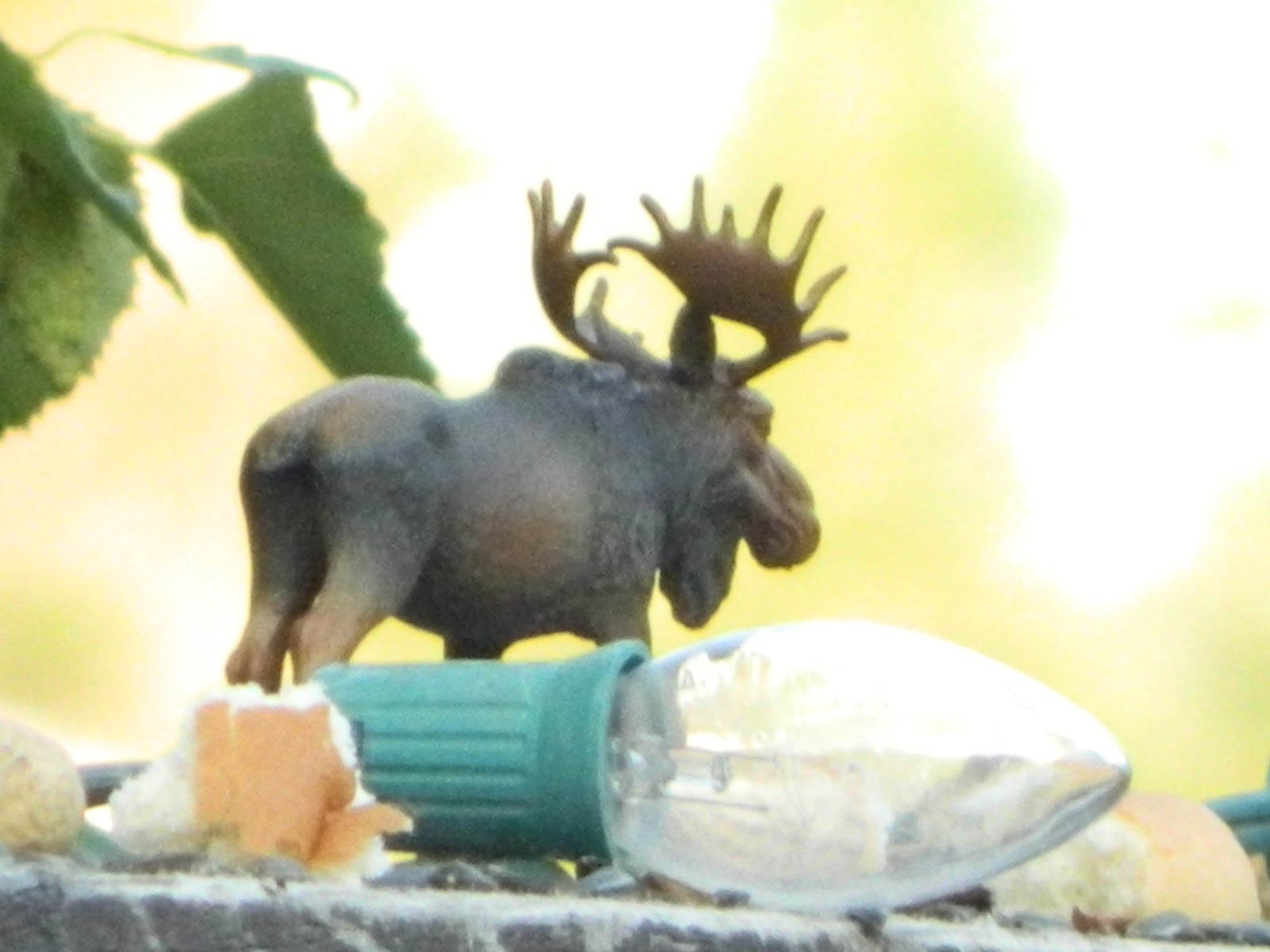 Rocket's launching Pad: Moose and Squirrel