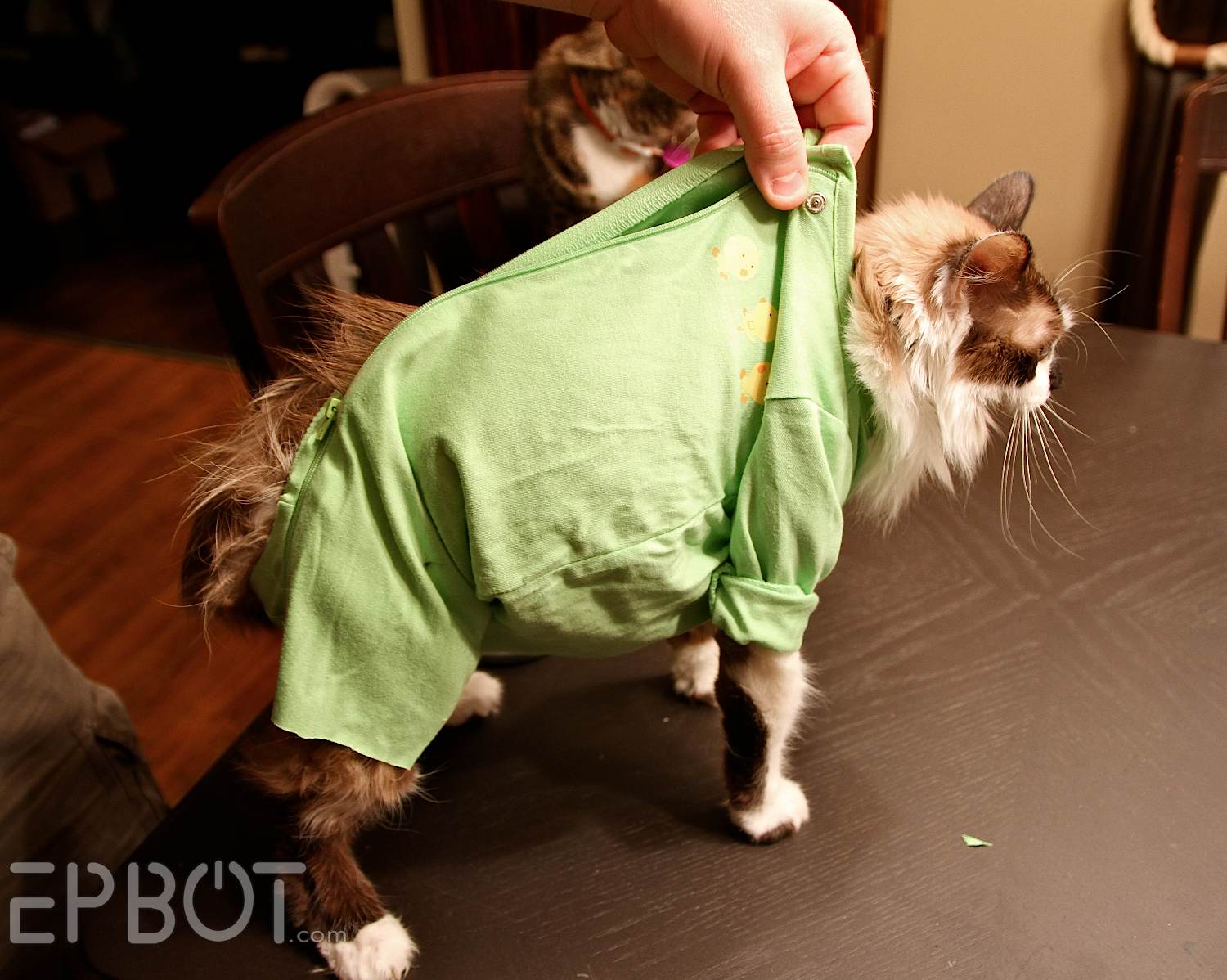 EPBOT: New & Improved DIY Cat Onesie: Skip The Cone & Make This Out Of An  Old T-Shirt, Instead!