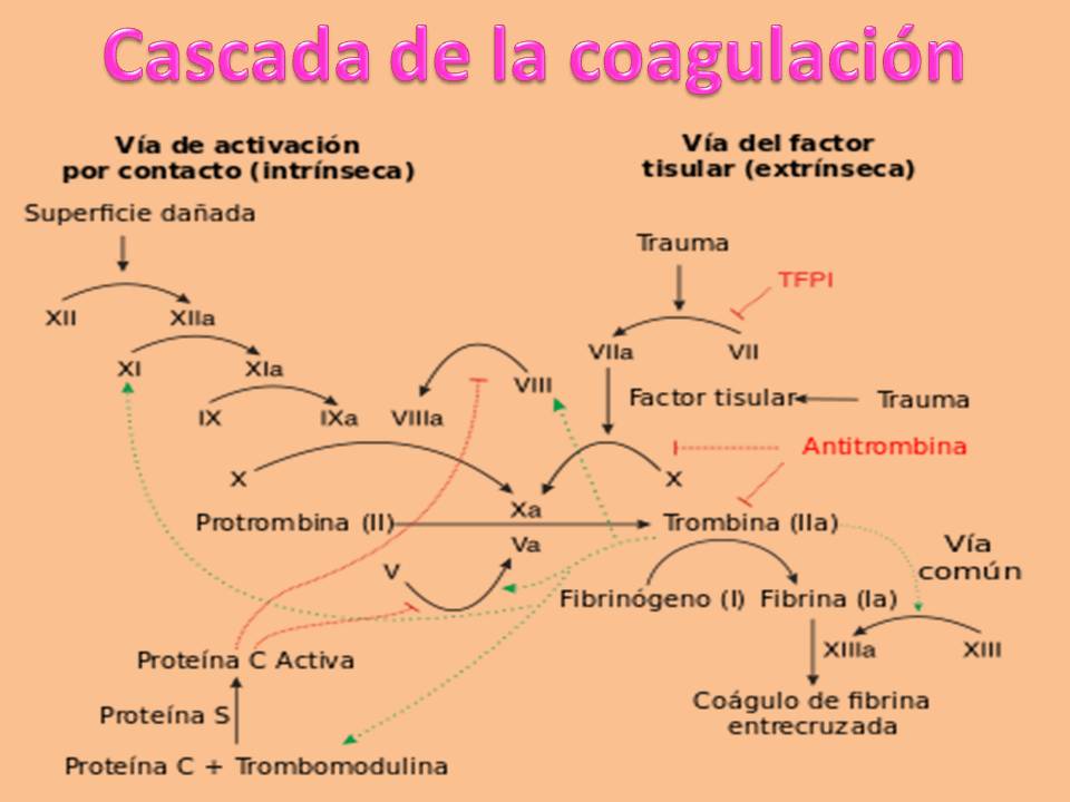Métodos didácticos para el aprendizaje de Fisiología Humana : Cascada