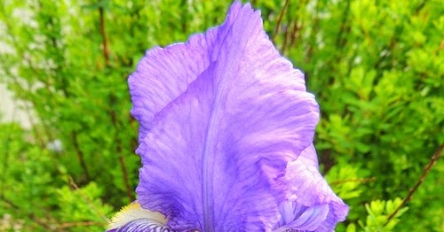 SpringLeaf Studios: The Color Purple