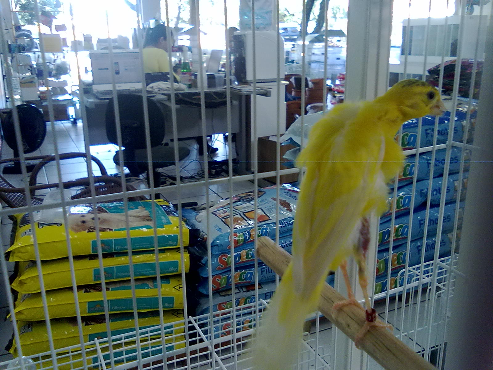 Paiol Pet Shop Cianorte Exposição de canários de Cianorte