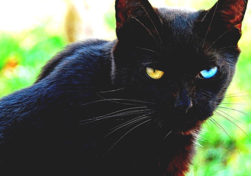 Odd Eyed Cat Black Cat Blue Eyes.
