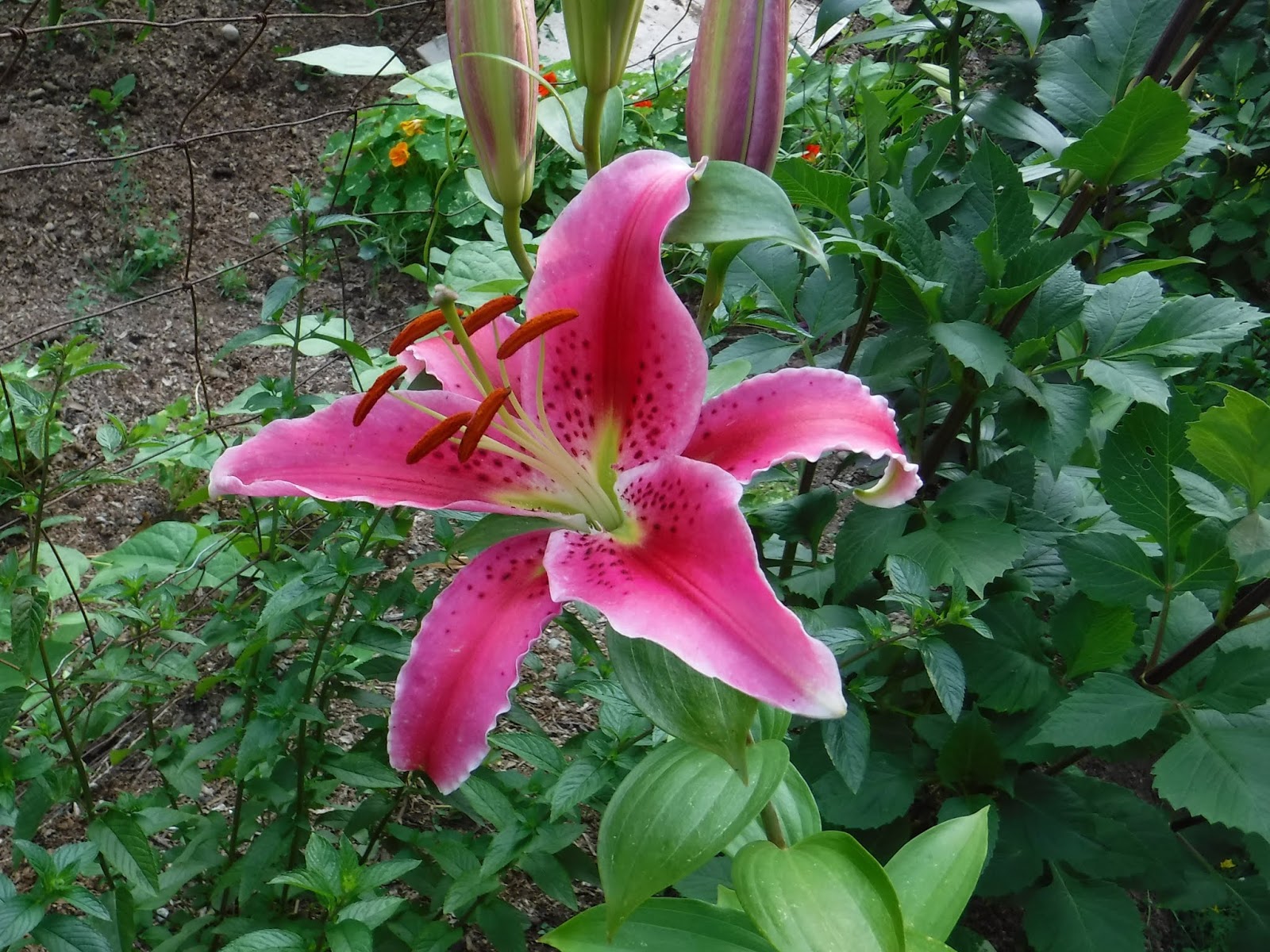 R and R travels Flowers that Thrive on Neglect