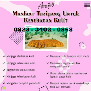 JUAL AMOTEE NASA DI KEDIRI 082334020868 JUAL AMOTEE NASA DI KEDIRI 082334020868