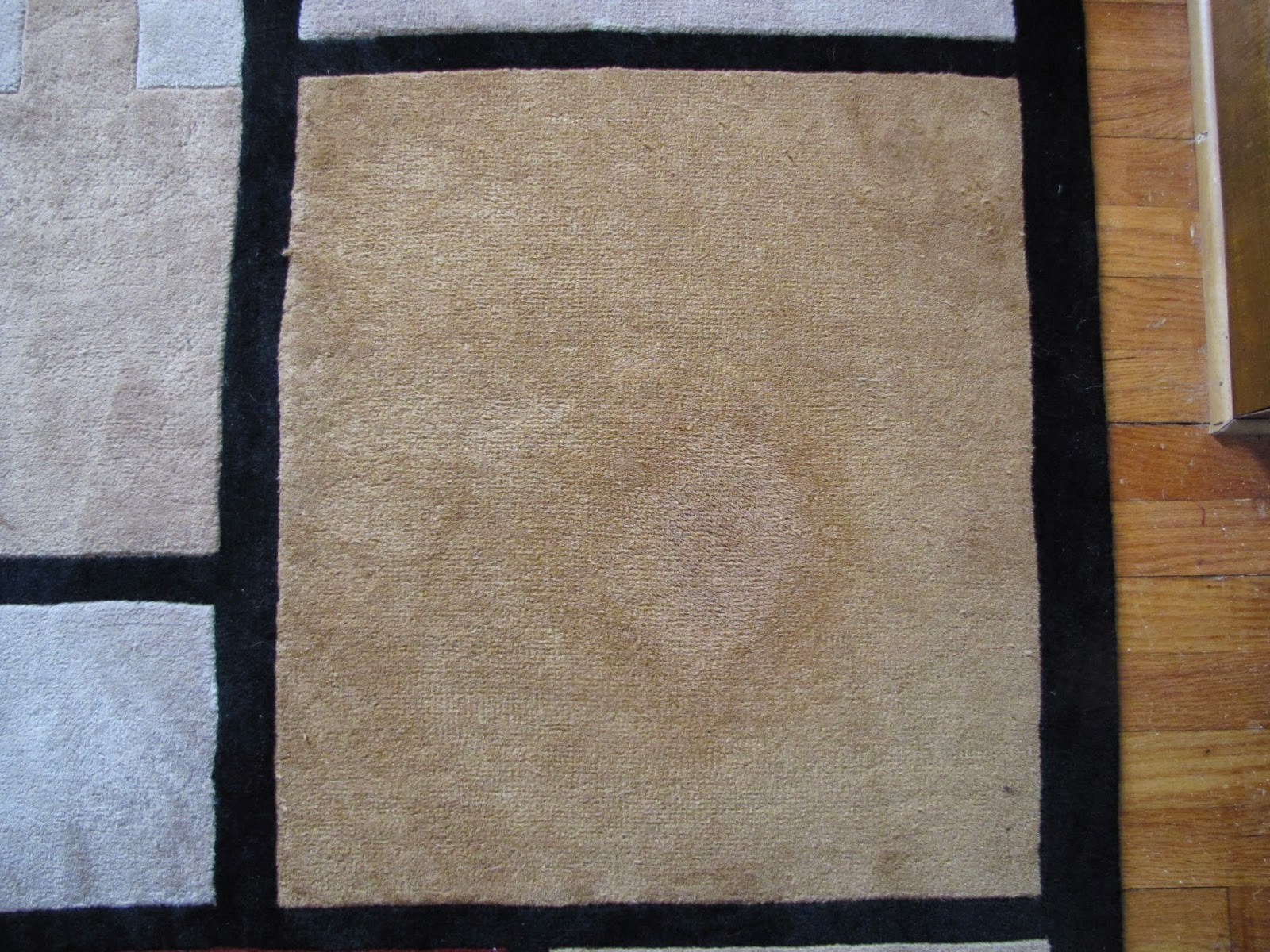 Best Carpet Cleaner And Stain Remover How To Remove Cat Puke Stains