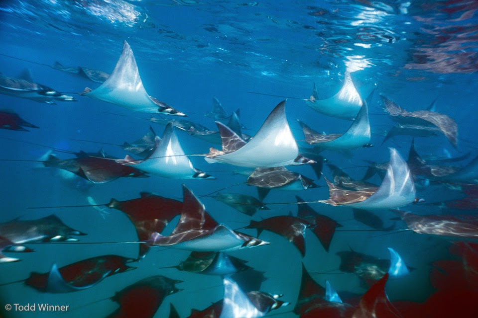 The Best Shark Dive in the World!: Flying Devil Rays - Video!