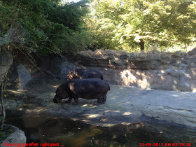 Portland Zoo - Hippopotamus