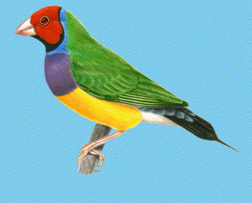 Gouldian Finches Food: Gouldian Finches Food