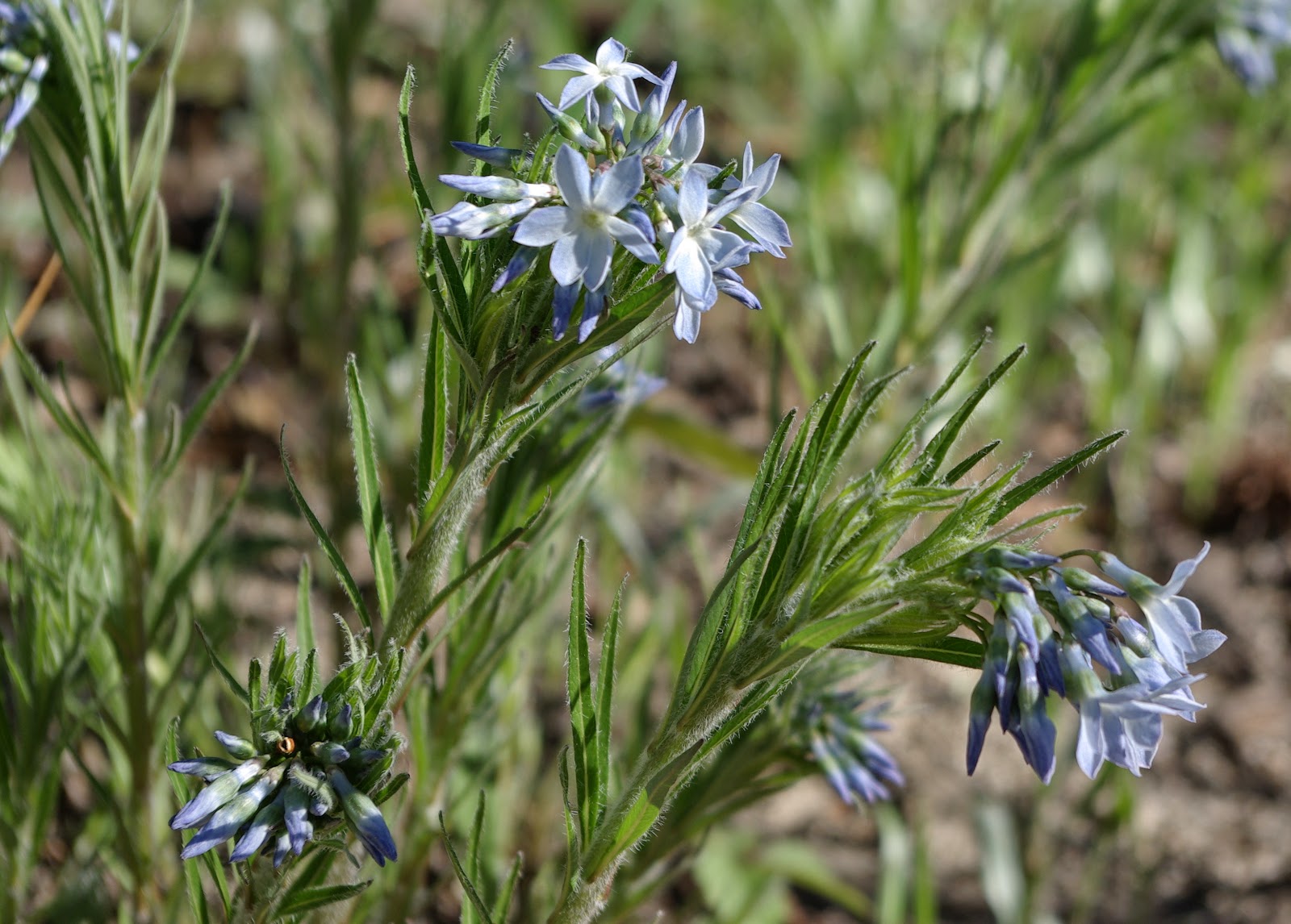 Xeric Types sweetbay: Blooming Friday ~ Wishful Thinking