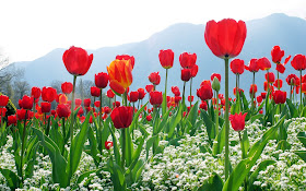 Beautiful Red Tulips