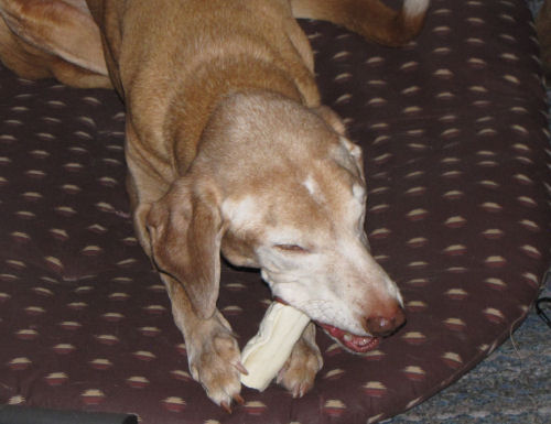 Dog eating rawhide bone