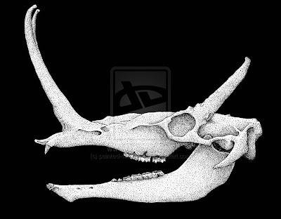 Synthetoceras skull