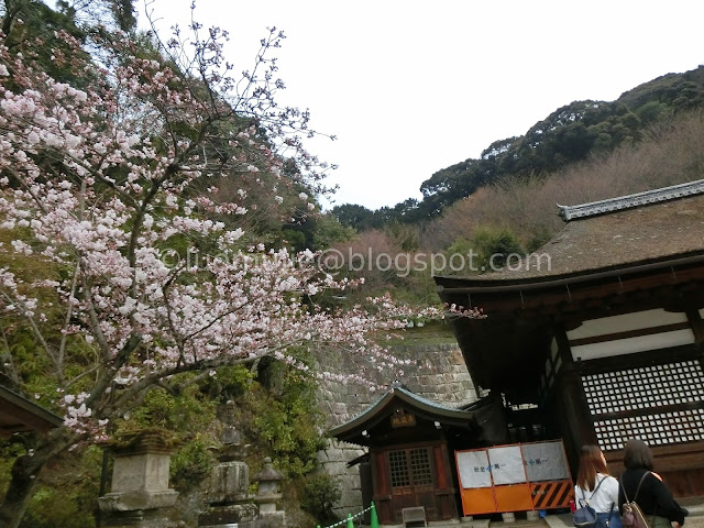 Japan cherry blossoms