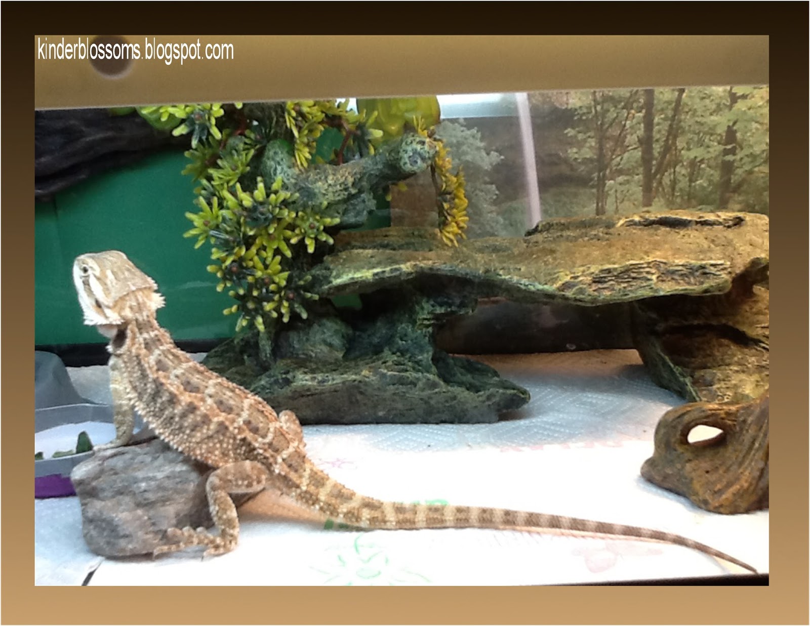 feeding-baby-bearded-dragon-4.jpg
