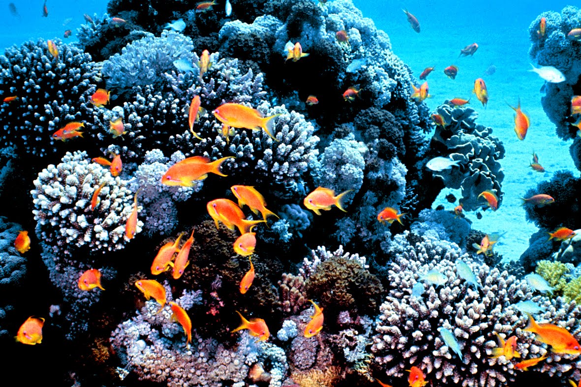 Readers Tambayers Underwater Art of Natures