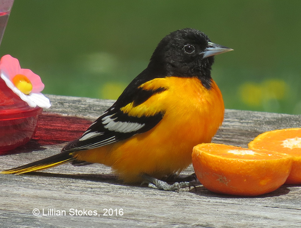 STOKES BIRDING BLOG Orioles have Arrived, Put Our Oranges for Them!