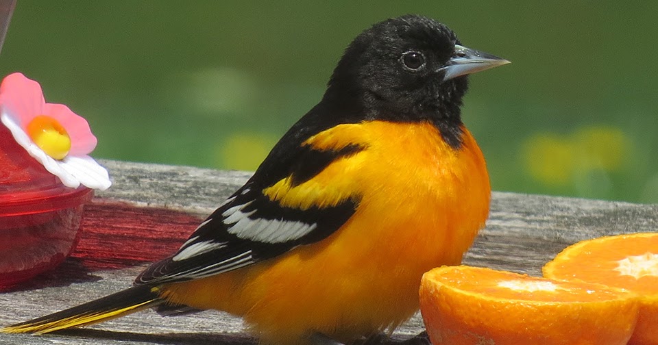 STOKES BIRDING BLOG Orioles have Arrived, Put Our Oranges for Them!