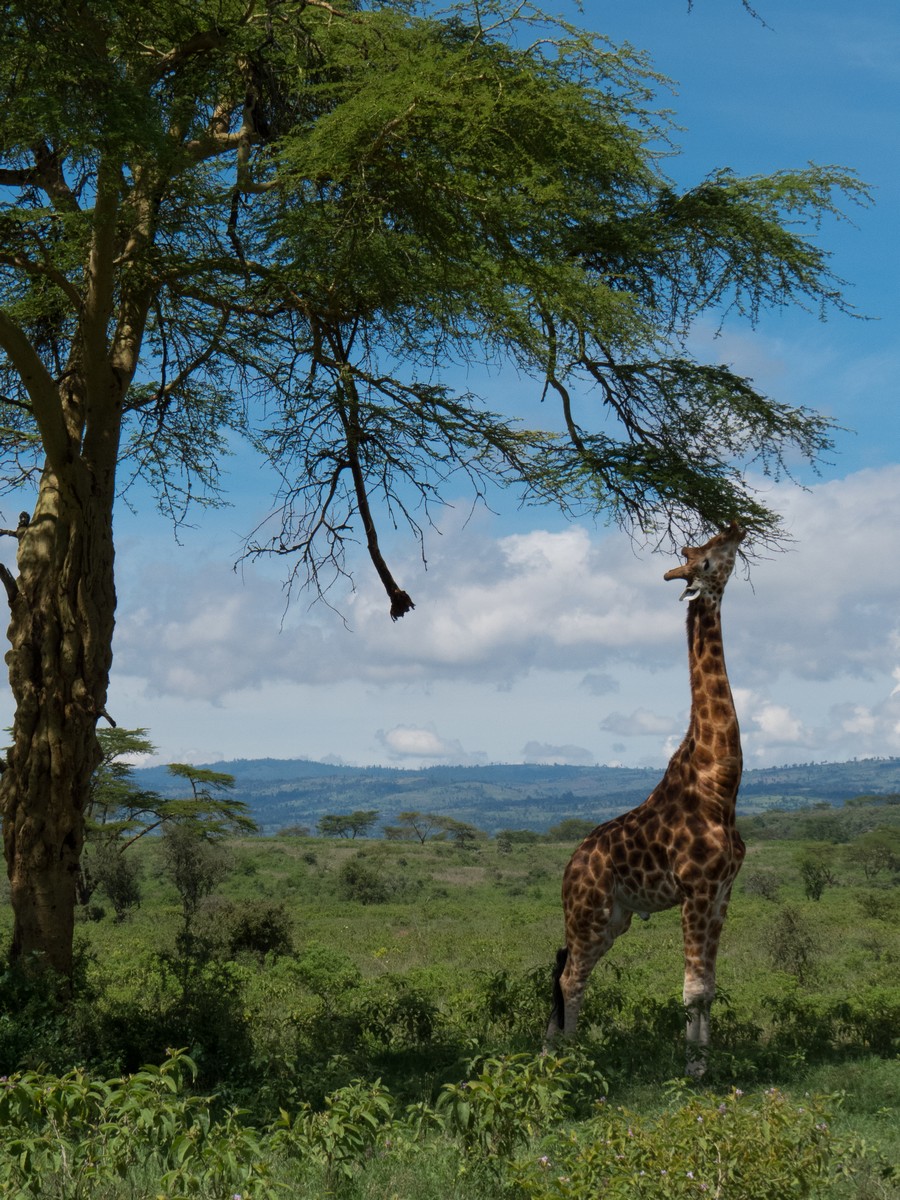 Eat from trees. Жирафовая Акация. Жираф. Акация жирафа. Жираф в Африке.