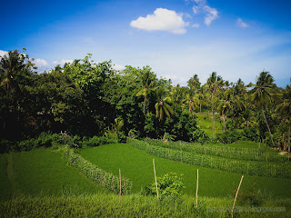 Terrace Farming Of The Rice Fields Of Agricultural Land At Ringdikit Village, North Bali, Indonesia