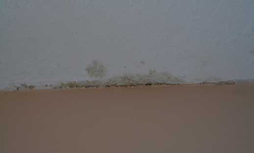 Eco Home Centre Blog Mould At Ceiling Edge