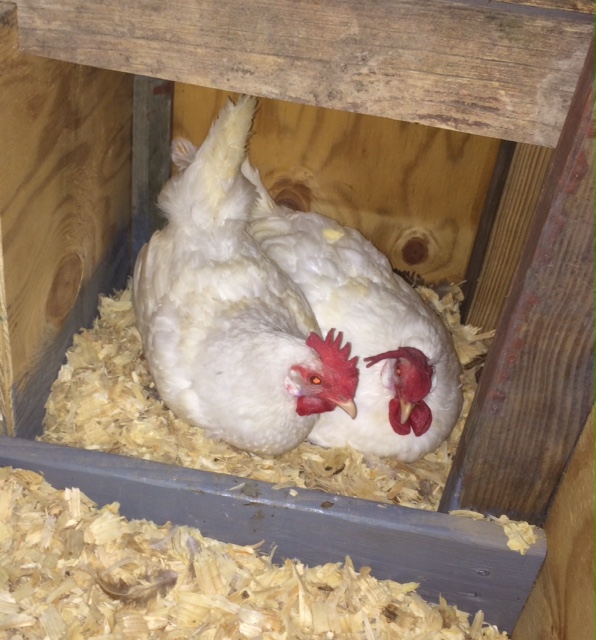 Homestead Bounty Blessings Nesting Boxes How Many?