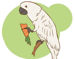 5 Things You Must Know About Cockatiel Care