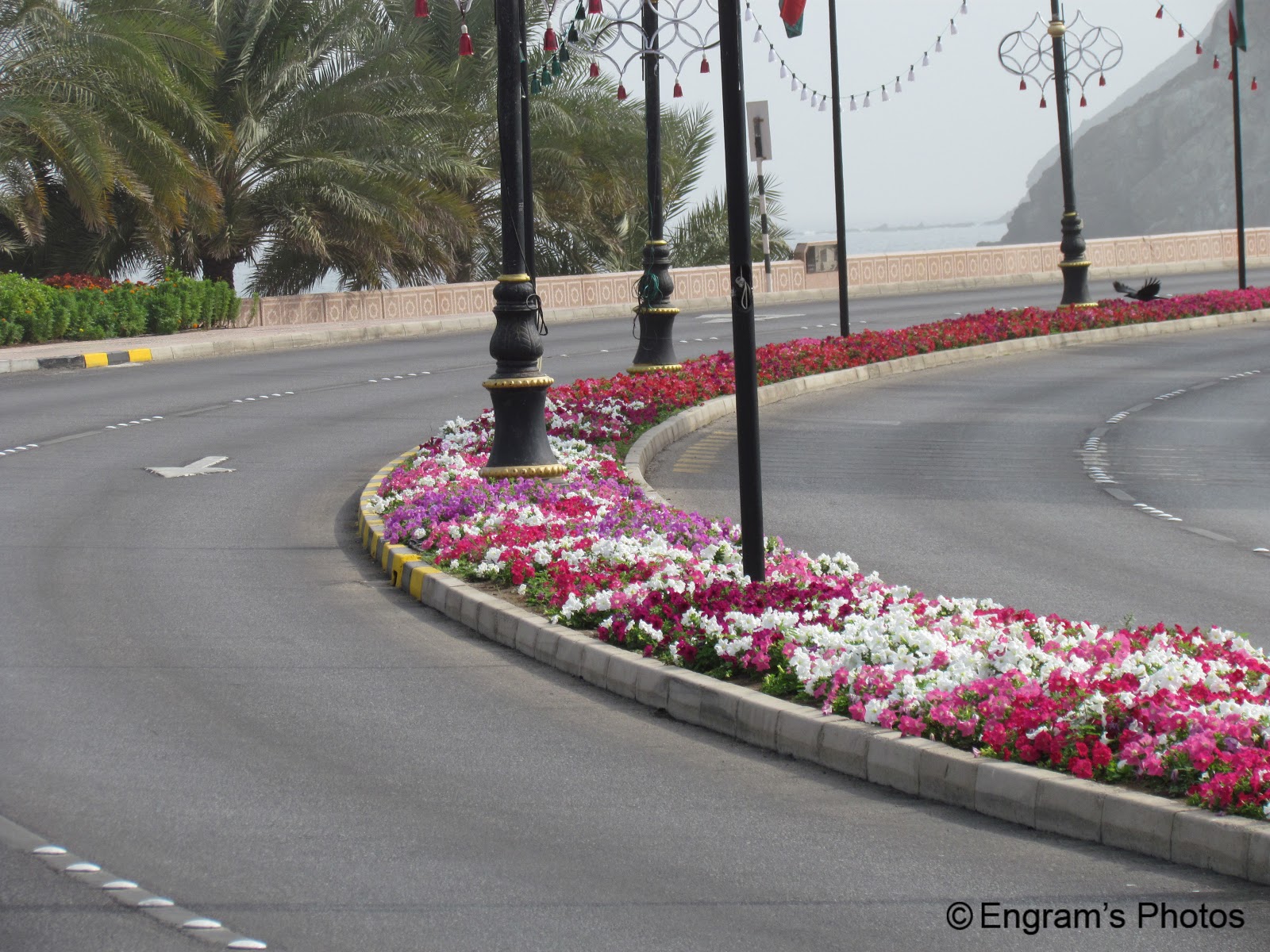 Engram's Random Rambling Random Click 15 Flowers in Oman