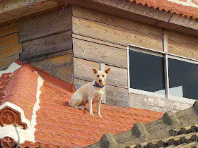 live dog on roof of home