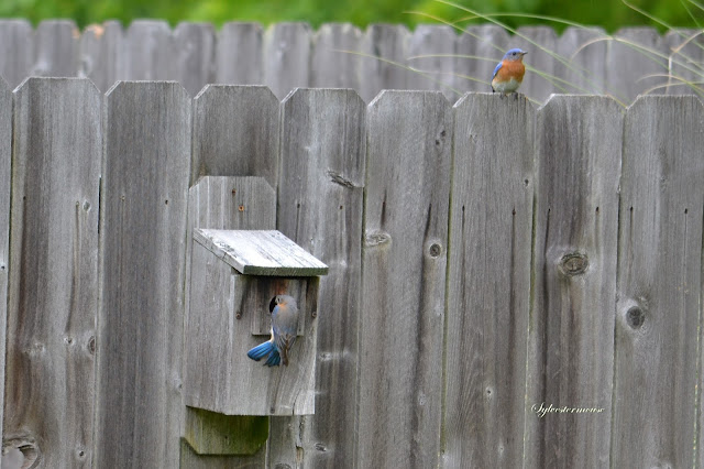 There are a few considerations when selecting and setting up a birdhouse for Eastern Bluebirds. Find out all about them here.