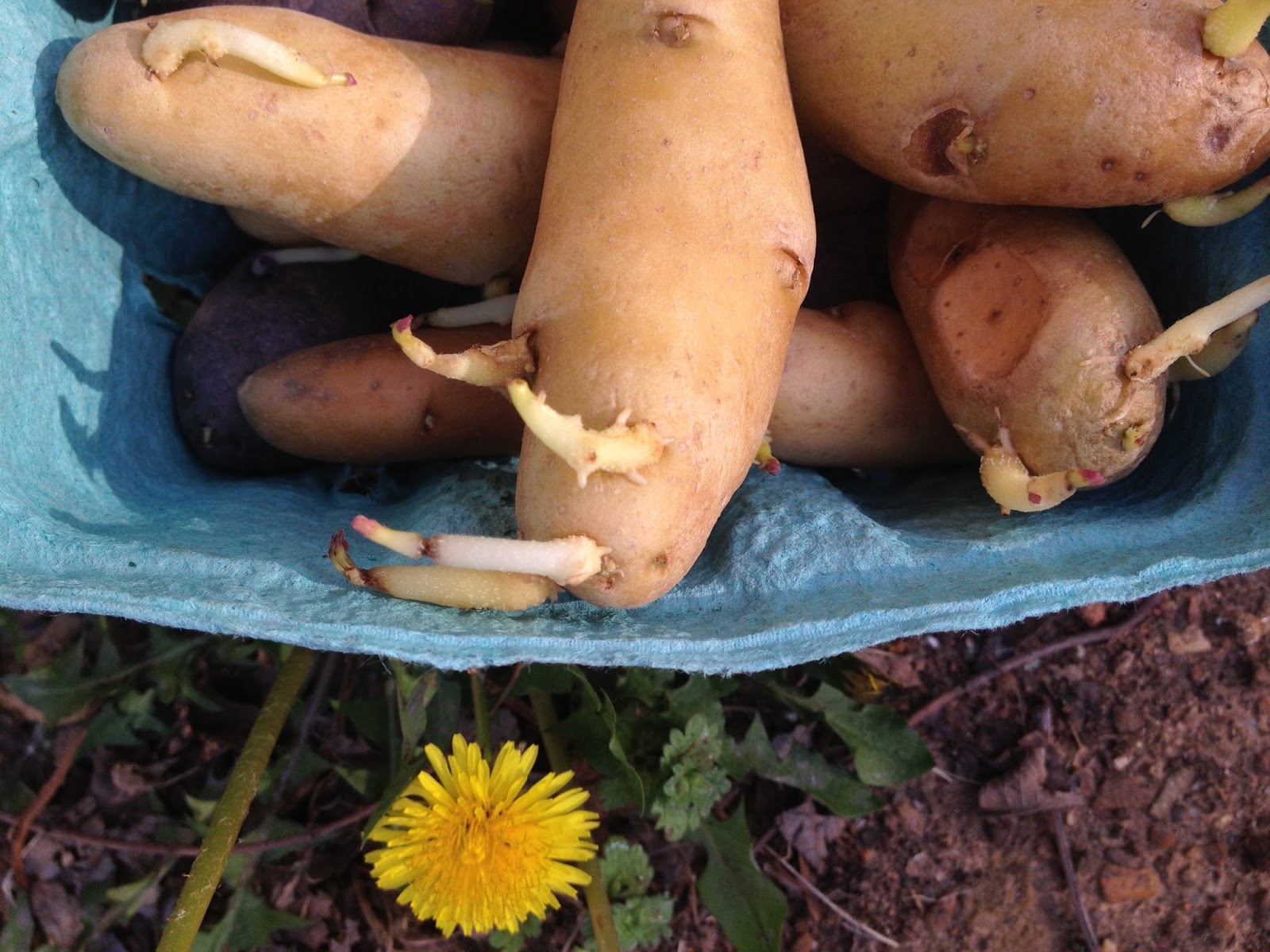 Pyramidcult Studios Blog DIY Potato Sacks! Growing Heirloom