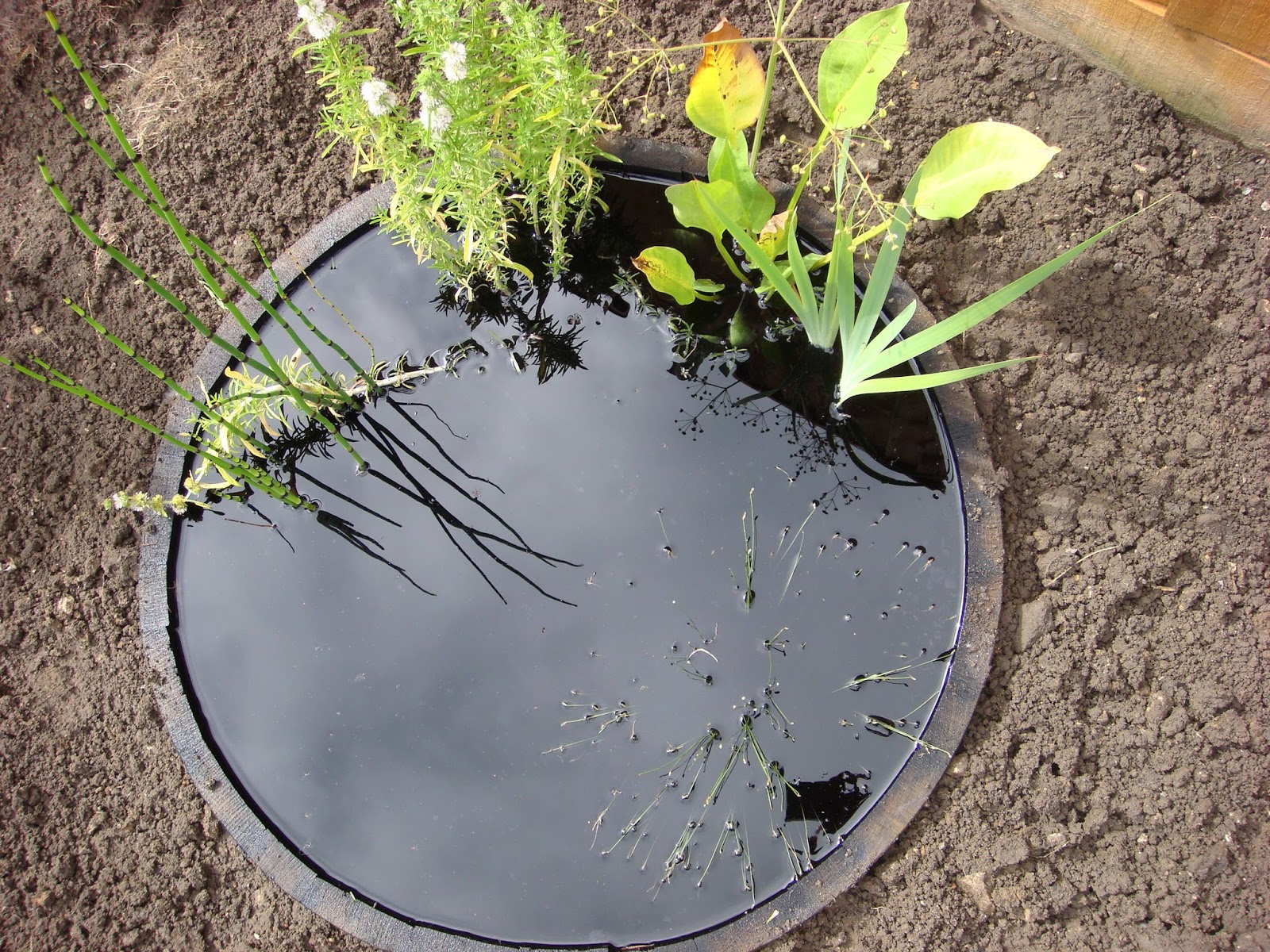Veg patch from scratch How to make a wildlife barrel pond