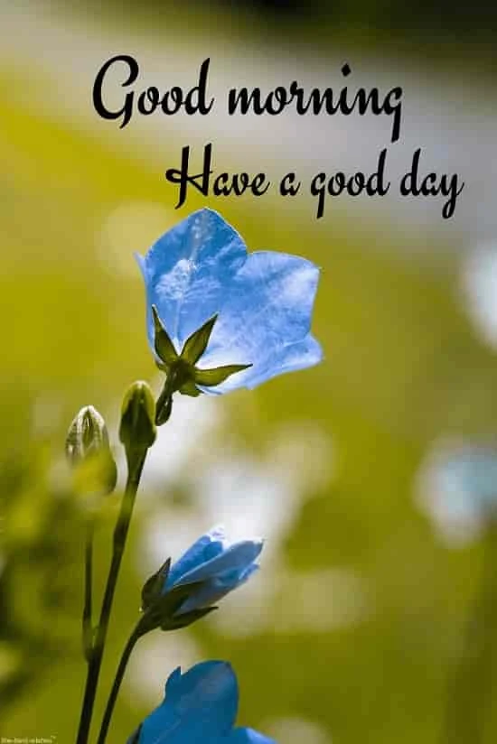 good morning images with blue flowers