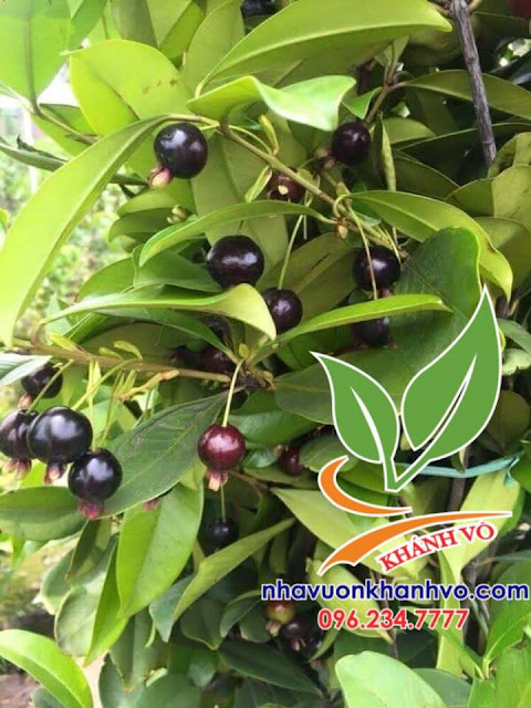 Cherry trồng sẳn trái - chất lượng giá tốt - ship toàn quốc 46494555_357960945018038_3042464586633576448_n
