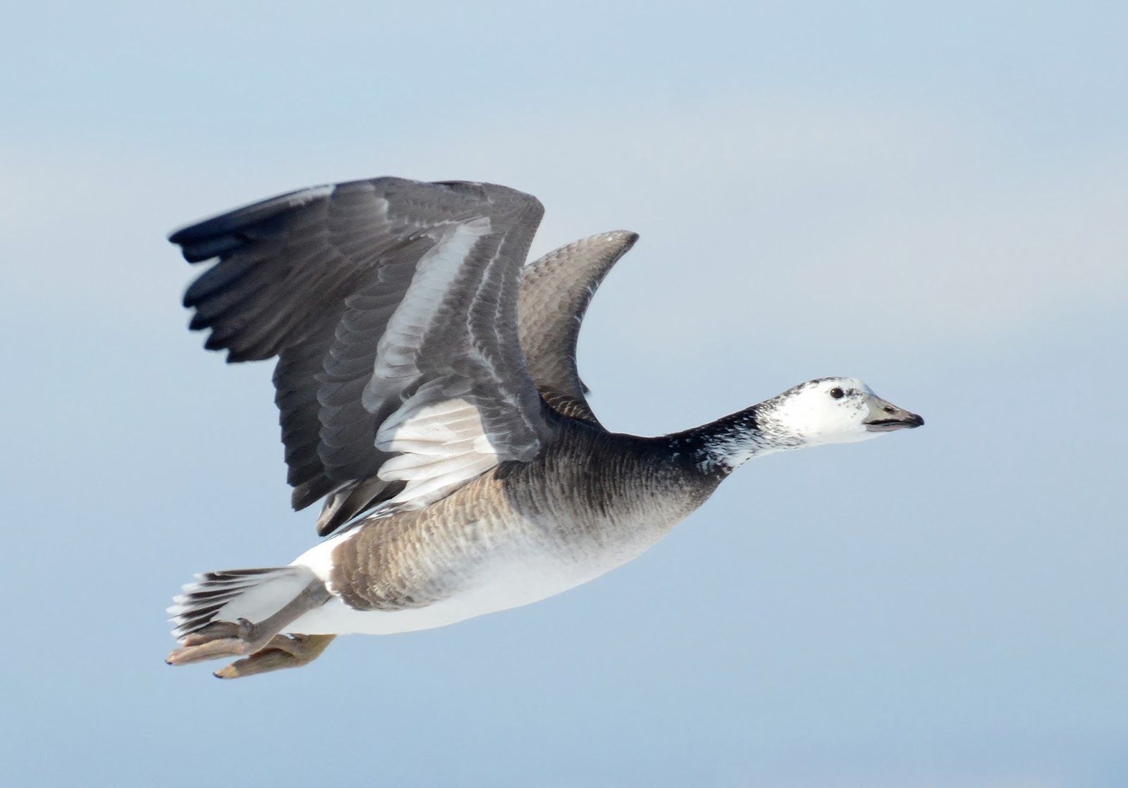 Bird Hybrids Snow Goose x Cackling Goose