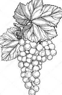 Sketsa Buah Anggur Sketsa Buah Anggur
