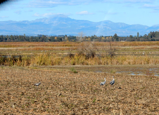 Grullas en Navalvillar de pela