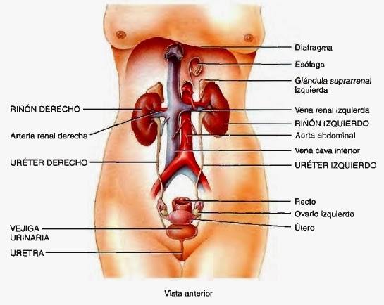 Riñones - Sistema urinario y sistema urogenital Riñones - Sistema urinario y sistema urogenital