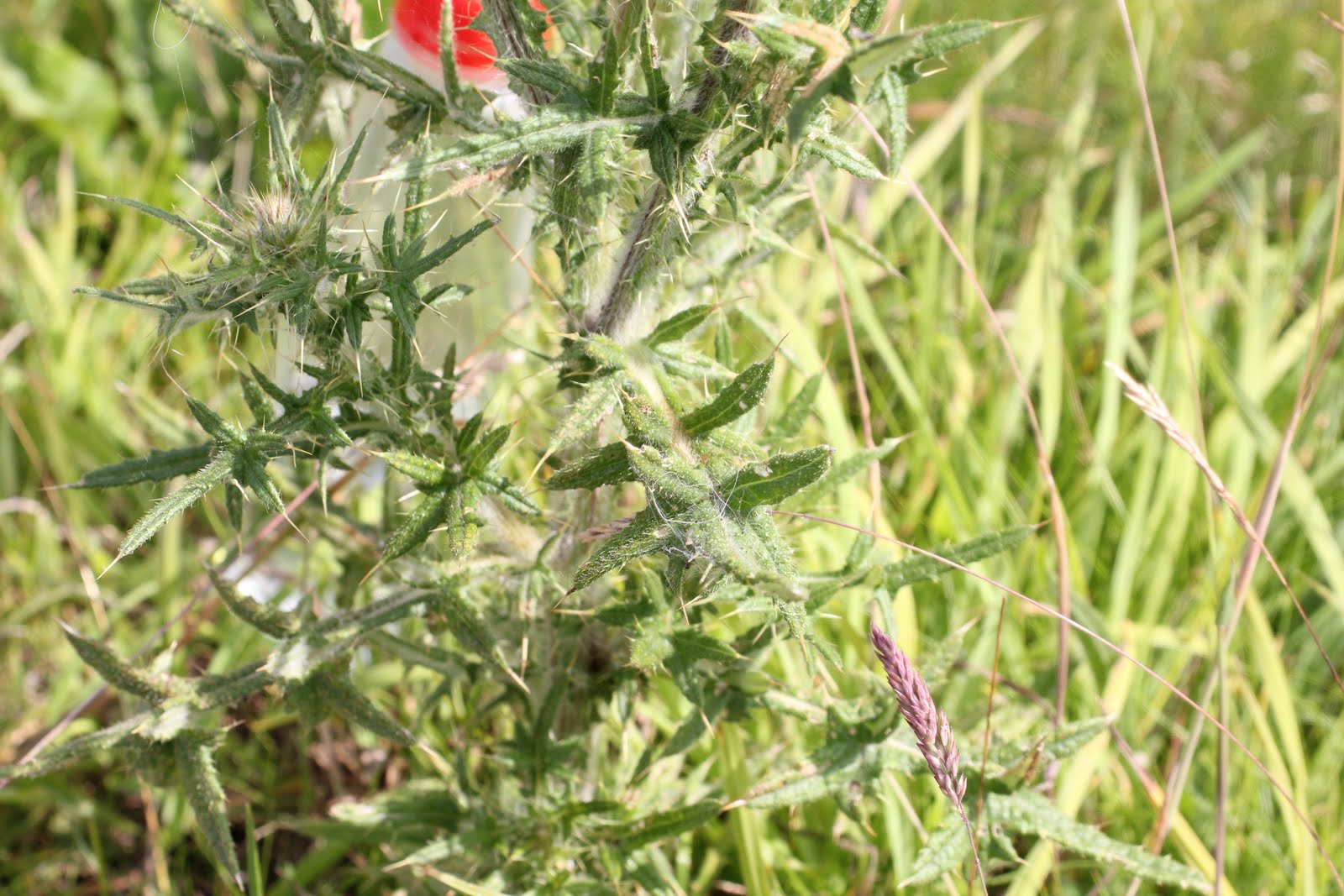 Wolvobirder's Nature Blog: Highgate Common 14th July 2011