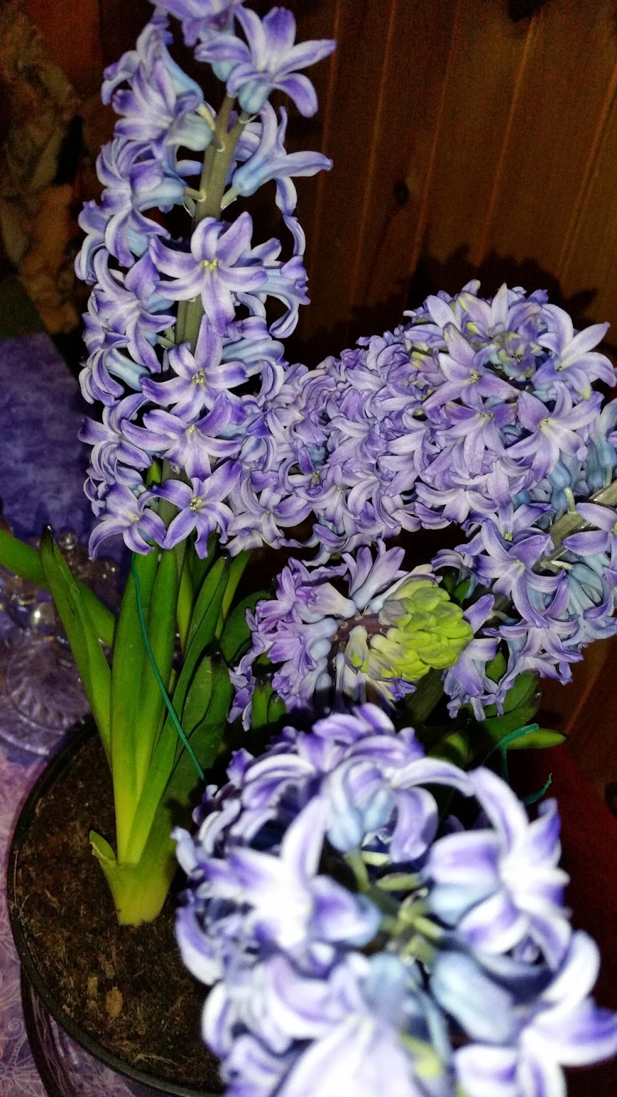 Hyacinths to Feed My Soul